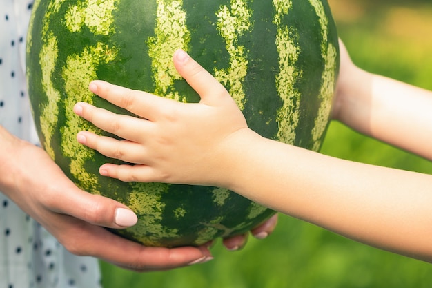 Female and baby hands are holding a whole watermelon close up, a little girl's and young woman's hands holds a green watermelon