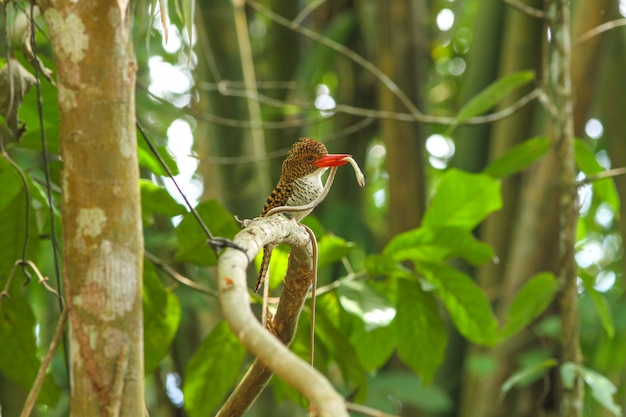 Female Banded Kingfisher (Lacedo pulchella) on the branch in nature 