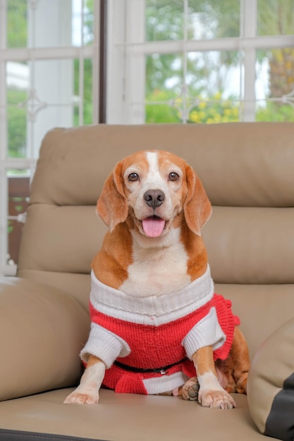 Female beagle dog photo shoot session pet photography with in the house with cute expression