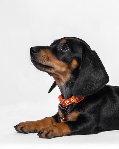 A female black dachshund cute puppy dog photoshoot studio pet photography with white background isolated