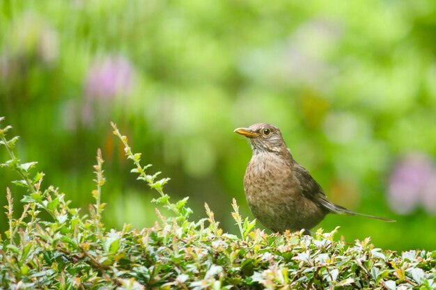 Photo female blckbird