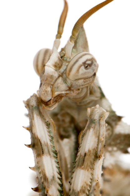 Female Blepharopsis mendica, Devil's Flower Mantis,