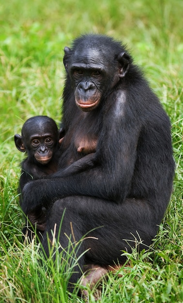 Female bonobo with a baby. Democratic Republic of Congo. Lola Ya Bonobo National Park.