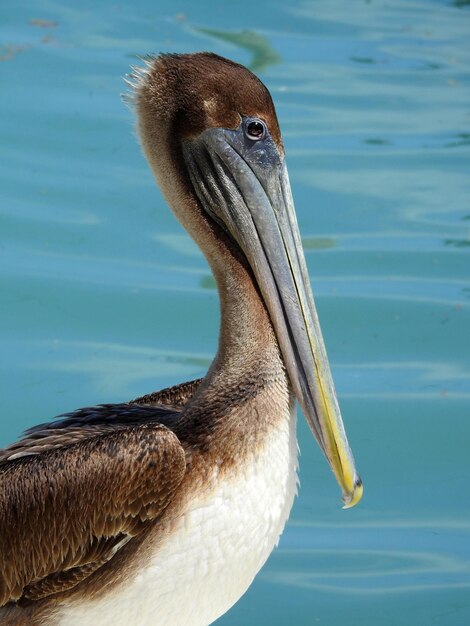 Photo female brown pelican