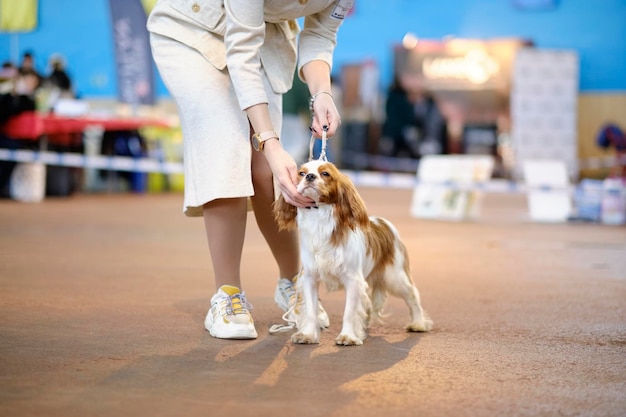 A female businessman puts a King Charles spaniel in a rack at a dog show