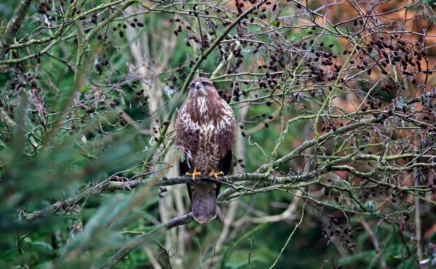 Female buzzard at a woodland feeding site