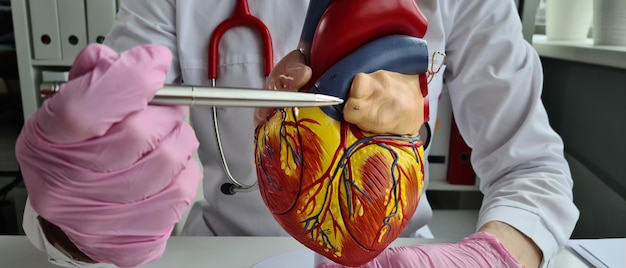 Female cardiologist doctor with stethoscope holds model of human heart in hands and explains its structure