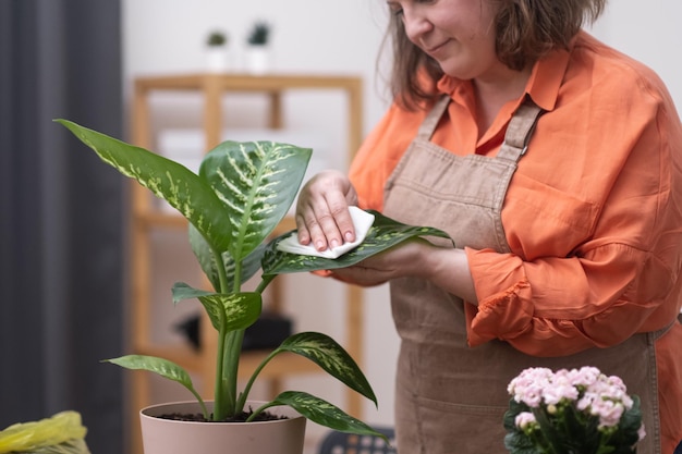 Female caring forplants at home wiping after repotting them into a decorative pot fertilization