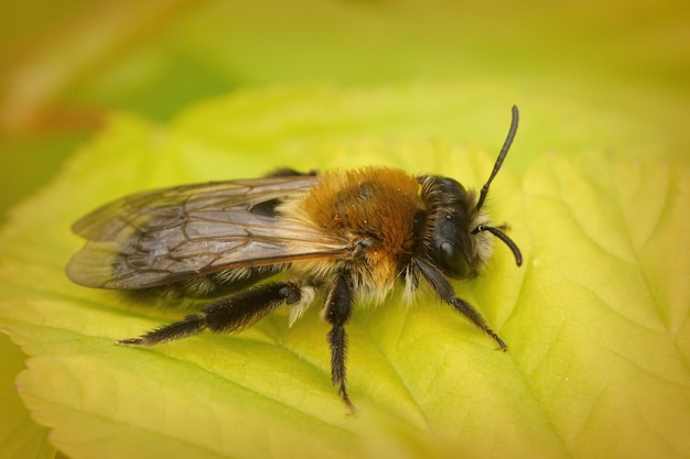 A female Chcolate mining bee , Andrena scotica , on a green leaf