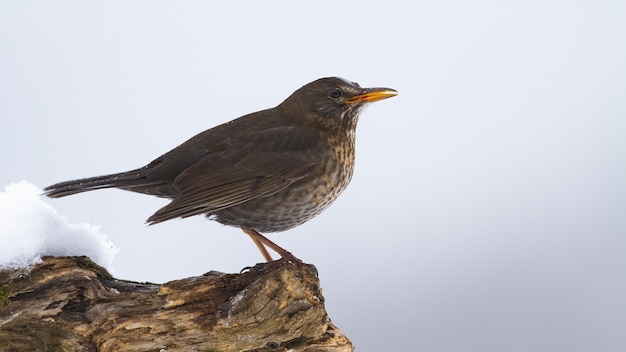 Female common blackbird sitting on wood in winter