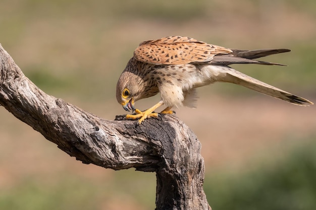 Female Common kestrel Falco tinnunculus cleaning her beak after eating a prey