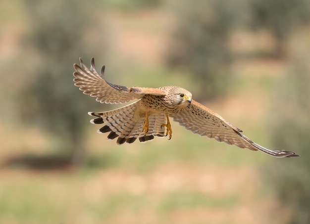 Female Common kestrel Falco tinnunculus in flight