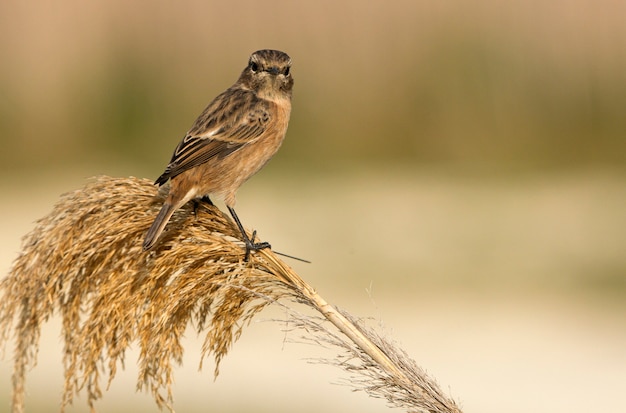 Female of Common stonechat, song bird, birds, stonechat, Saxicola rubicola