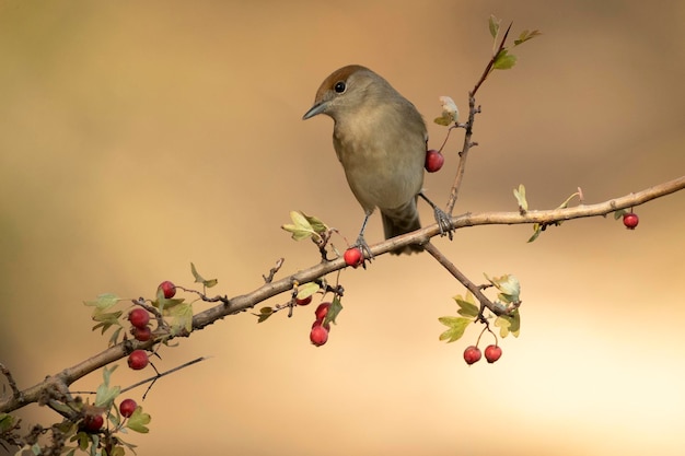 Female of Common whitethroat in an innkeeper within a Mediterranean forest of pines and oaks