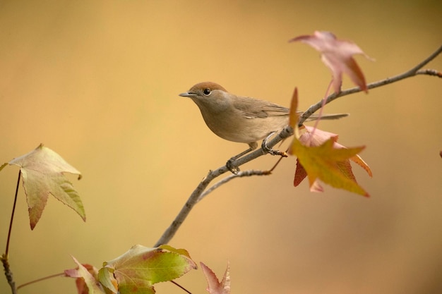 Female of Common whitethroat in a perch within a Mediterranean forest with the first light