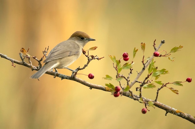 Female of Common whitethroat in a perch within a Mediterranean forest with the first light