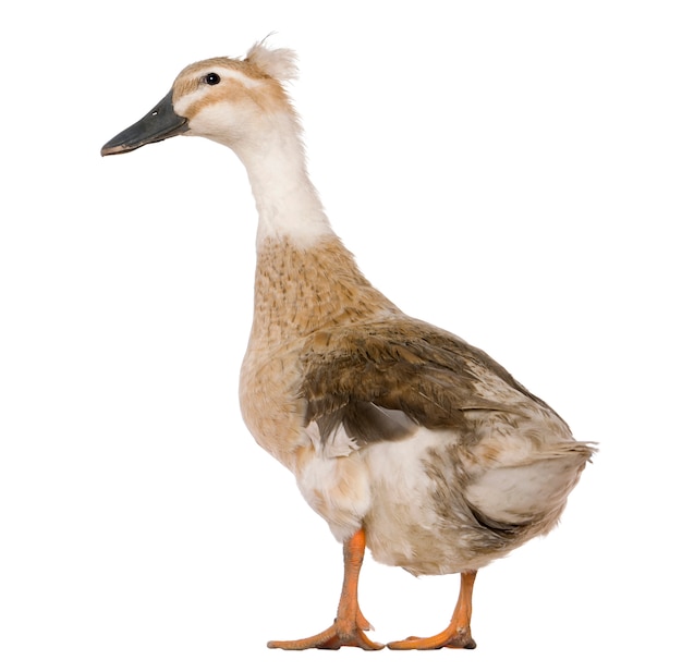 Female Crested Duck, standing