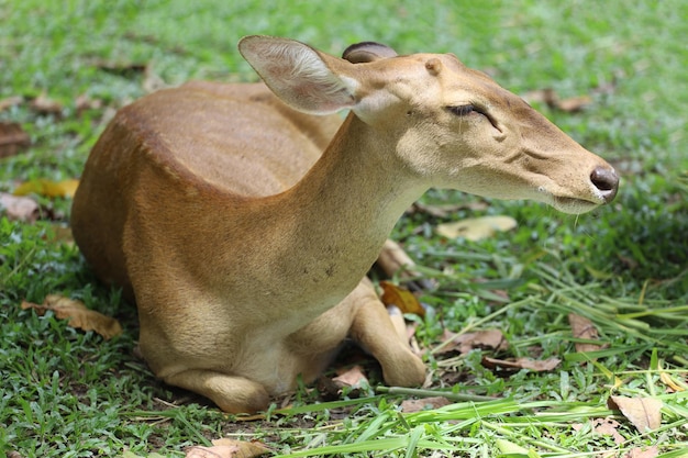 The female deer in garden at thailand