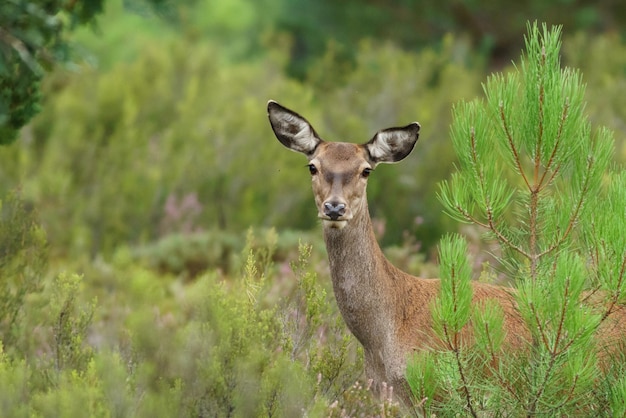 Female deer looking at camera