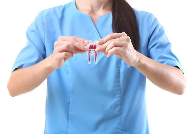 Female dentist holding tooth model on light background