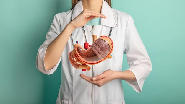 Female doctor with a stethoscope is holding mock stomach in the hands Help and care concept