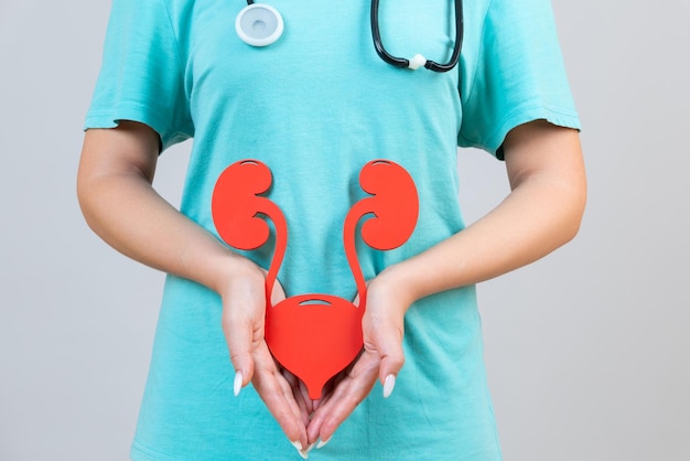 Female doctor with a stethoscope is holding mockup human urinary system Help and care concept