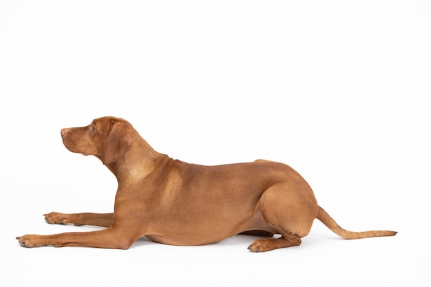 Female dog lies down with her muzzle closed hungarian gelding