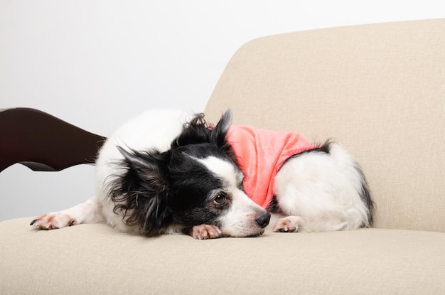 Female dog lying ready to sleep on the furniture sofa in the living room sleeping peacefully Lig