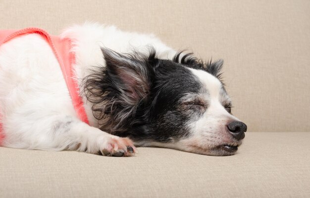 Female dog sleeping peacefully on the sofa in the living room Light background closed angle close