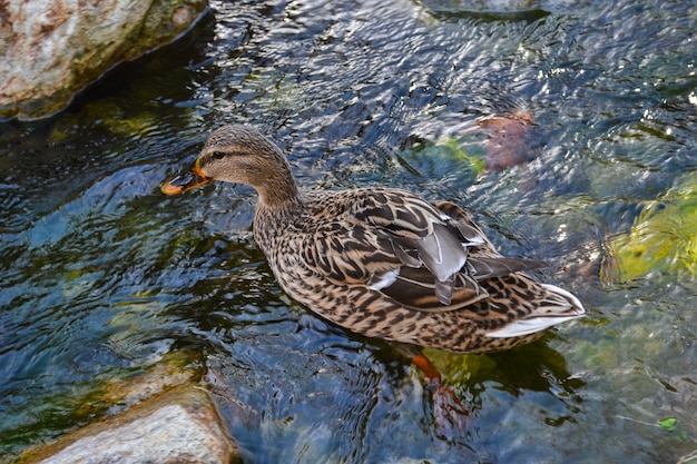 Female duck swimming in a creek