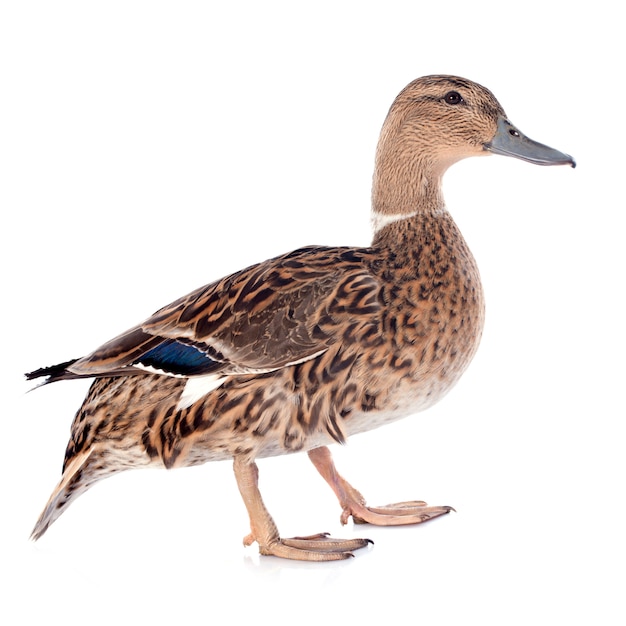 Female duck