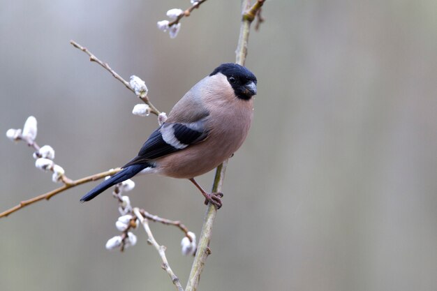 Female of Eurasian bullfinch