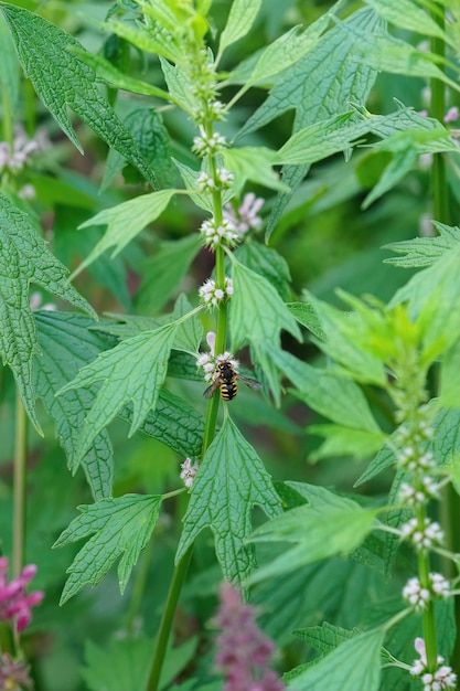 A female European wool carder bee, Anthidium manicatum sipping n