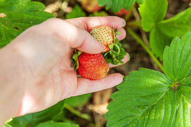 Female farm worker hand harvesting red fresh ripe organic strawberry in garden