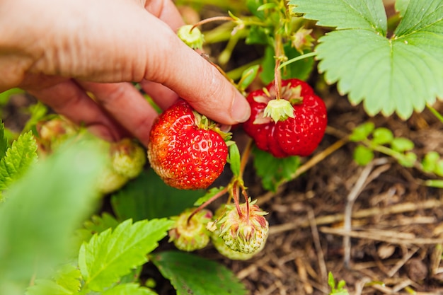 Female farm worker hand harvesting red fresh ripe organic strawberry in garden