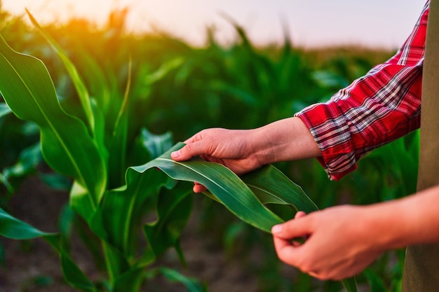 Female farmer agronomist standing in green field, holding corn leaf in hands and analyzing maize crop at sunset