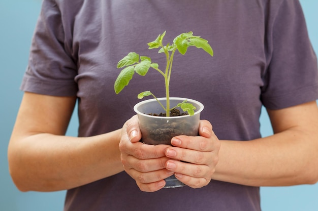 Female farmer holding a plastic can in her hands with a green seedling of young tomato