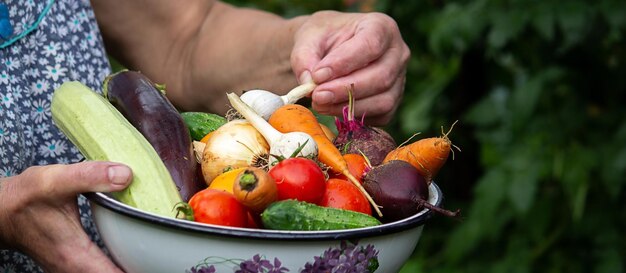 A female farmer holds vegetables in her hands Selective focus