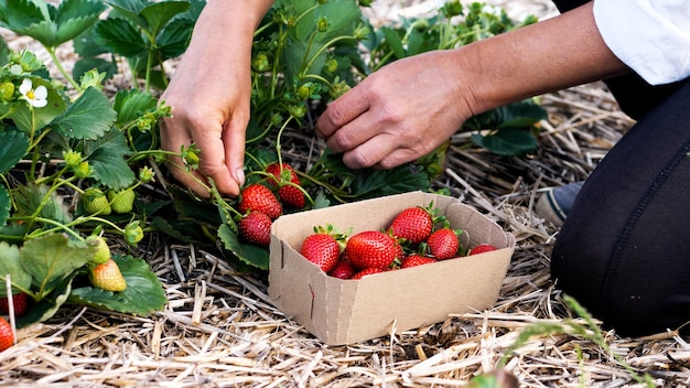 Female farmer is gathering fresh ripe strawberry at the field and carefully puts it in the pasteboard box.