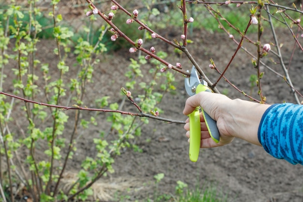 Female farmer looks after the garden