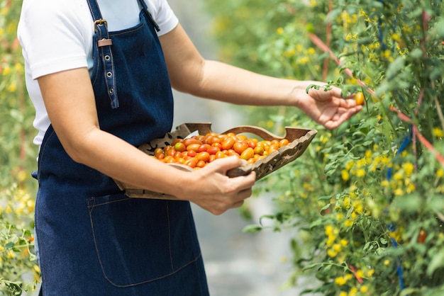 Female farmer picking fresh organic tomatoes in the garden