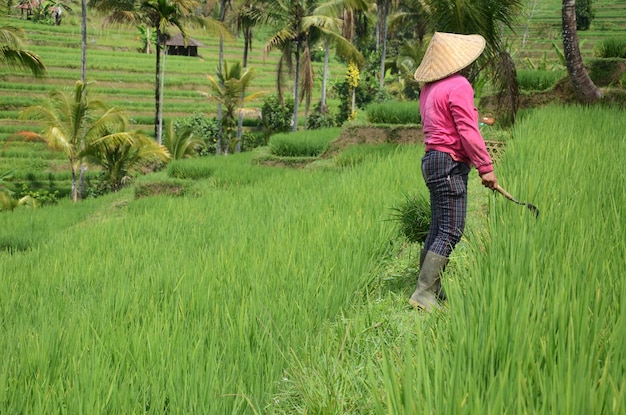 Female farmer wearing traditional paddy hat working in beautiful Jatiluwih rice terrace in Bali Indonesia