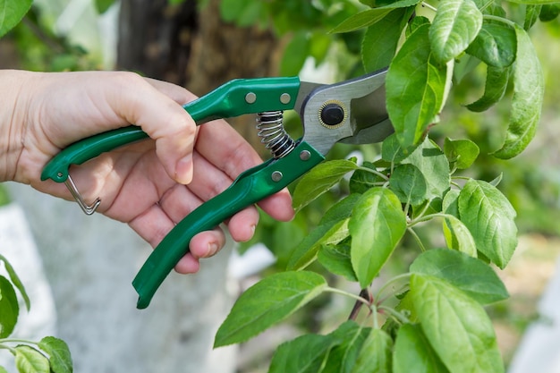 Female farmer with pruner shears the tips of apple tree