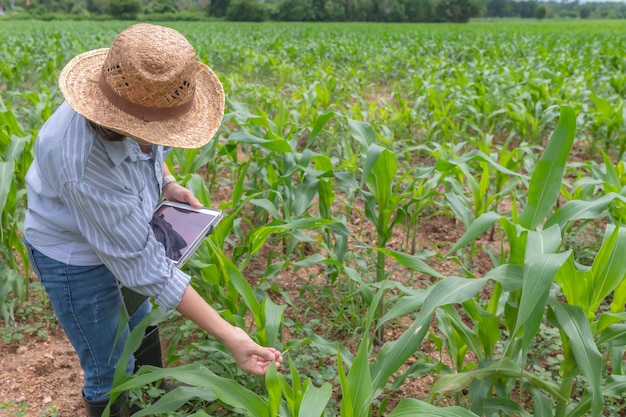 Female farmer working at corn farmCollect data on the growth of corn plantsShe holding tablet touch pad computer