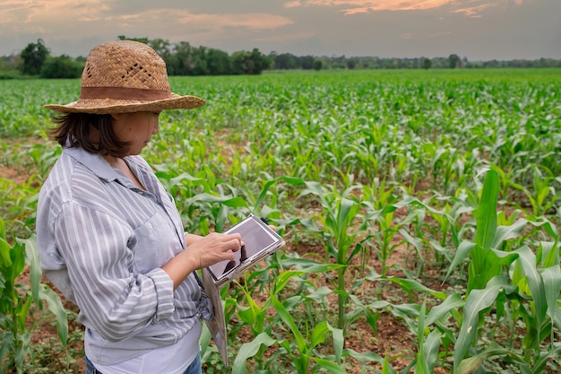 Female farmer working at corn farmCollect data on the growth of corn plantsShe holding tablet touch pad computer