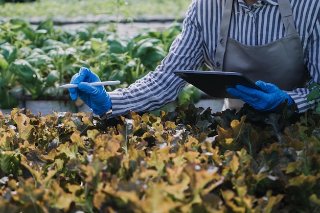 Female farmer working early on farm holding wood basket of fresh vegetables and tablet