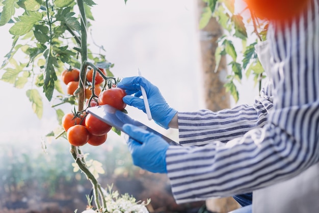 Female farmer working early on farm holding wood basket of fresh vegetables and tablet