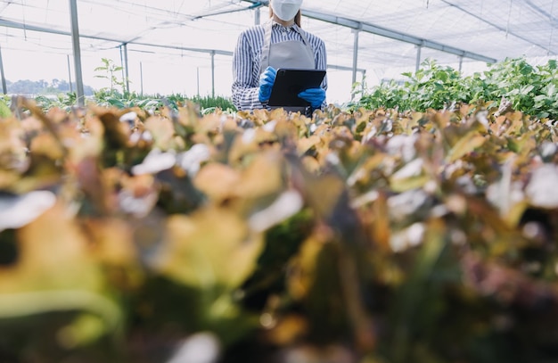 Female farmer working early on farm holding wood basket of fresh vegetables and tablet