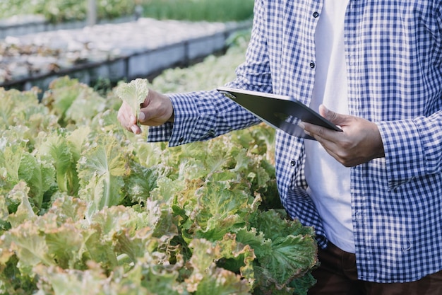 Female farmer working early on farm holding wood basket of fresh vegetables and tabletx9