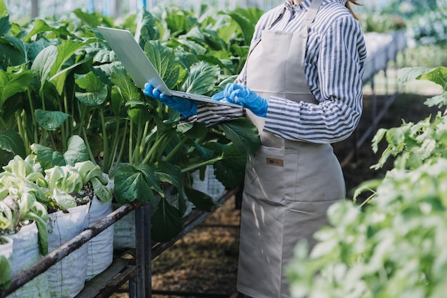 Female farmer working early on farm holding wood basket of fresh vegetables and tabletx9